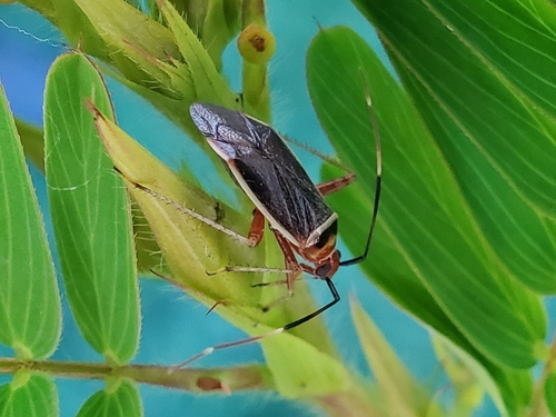 Rapid Plant Bug photo 6