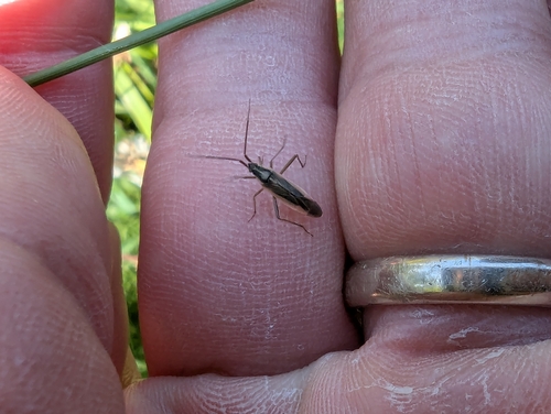 Stenodema pilosipes
