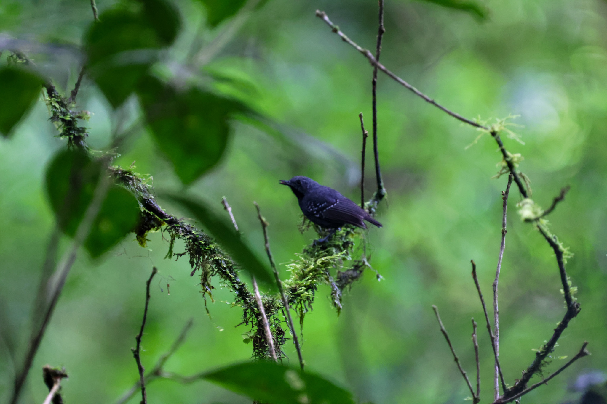 Slaty Antwren (Myrmotherula schisticolor), photo 4