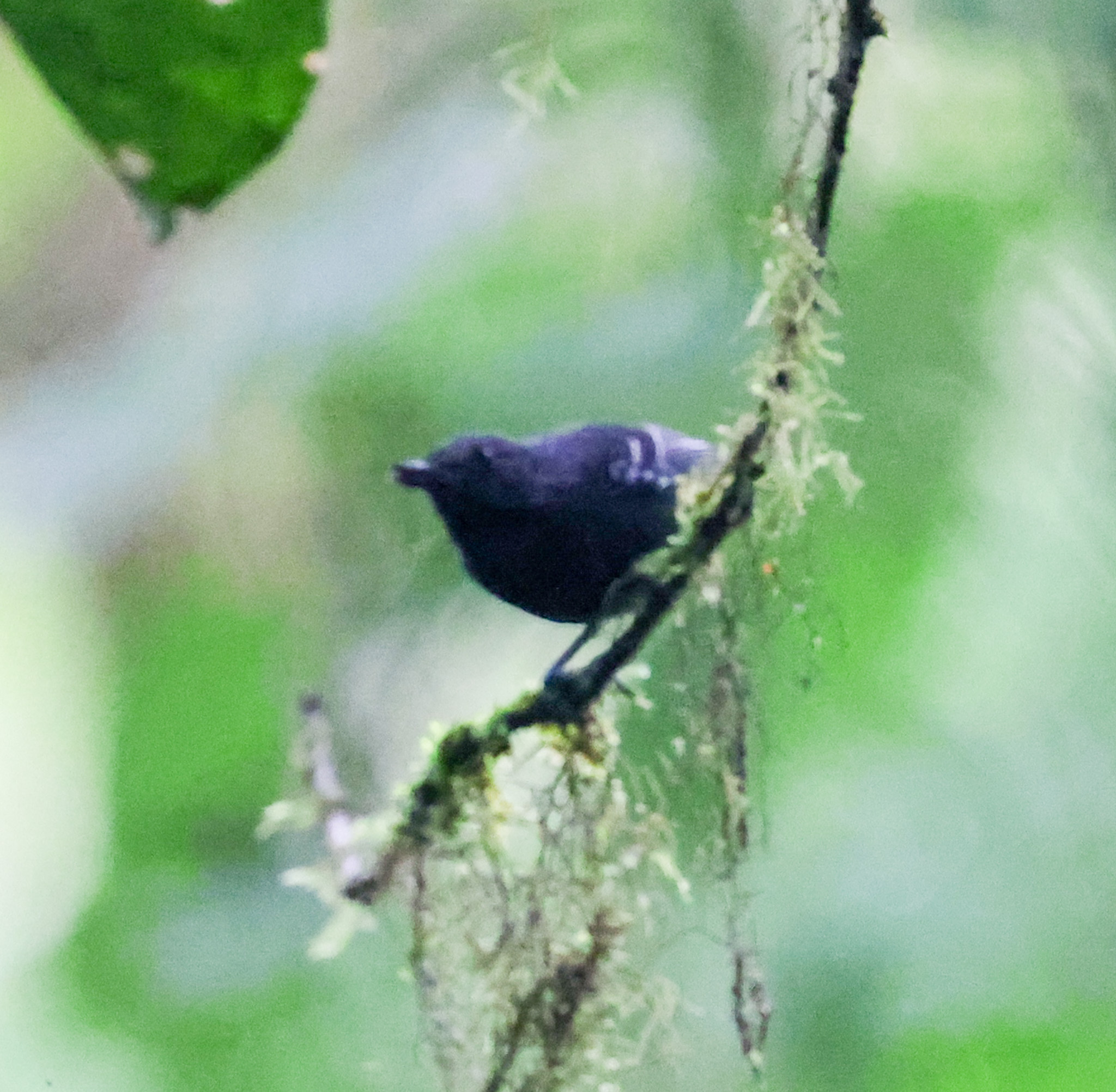 Slaty Antwren (Myrmotherula schisticolor), photo 3