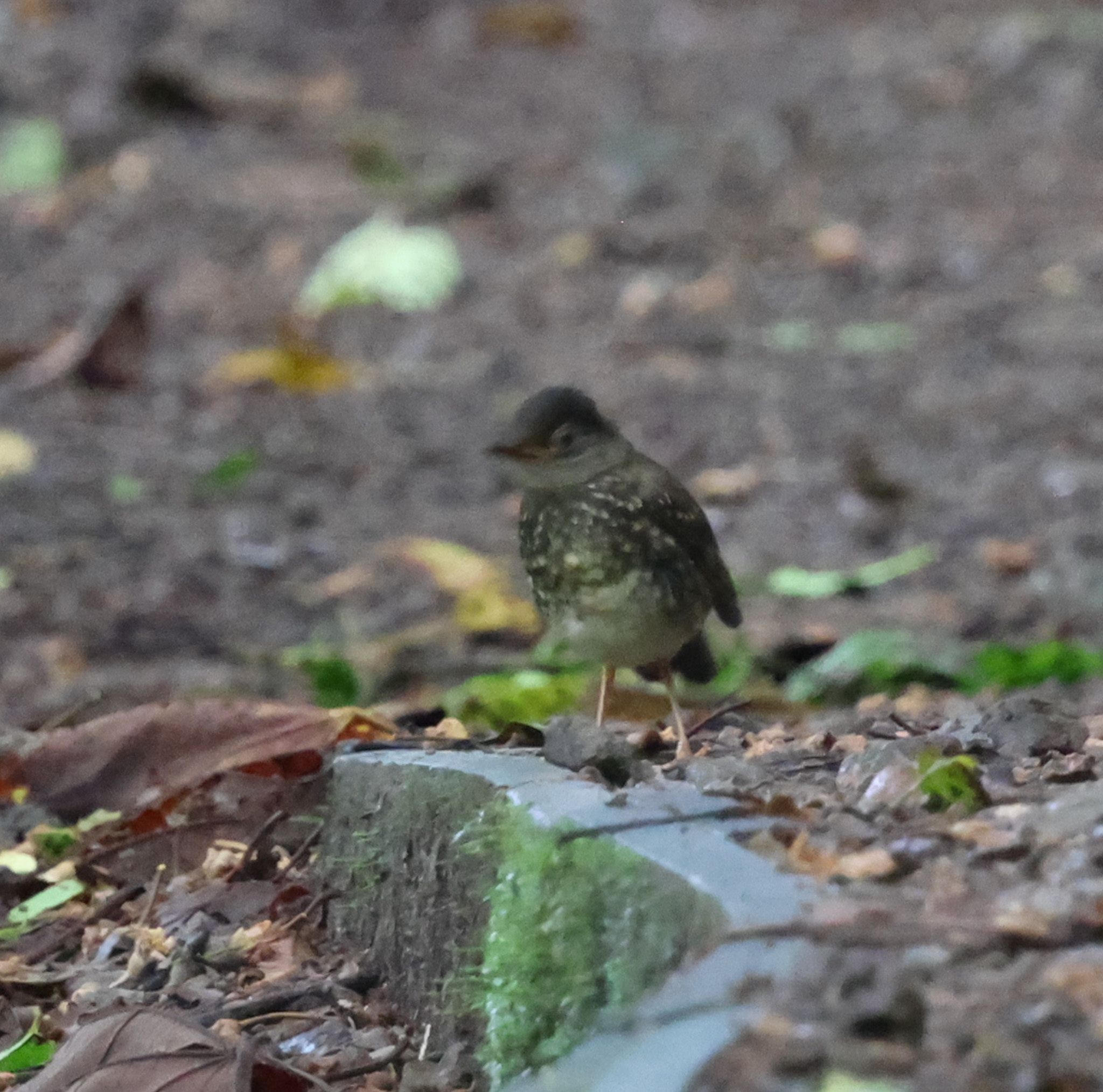 Black-headed Nightingale-Thrush (Catharus mexicanus), photo 4