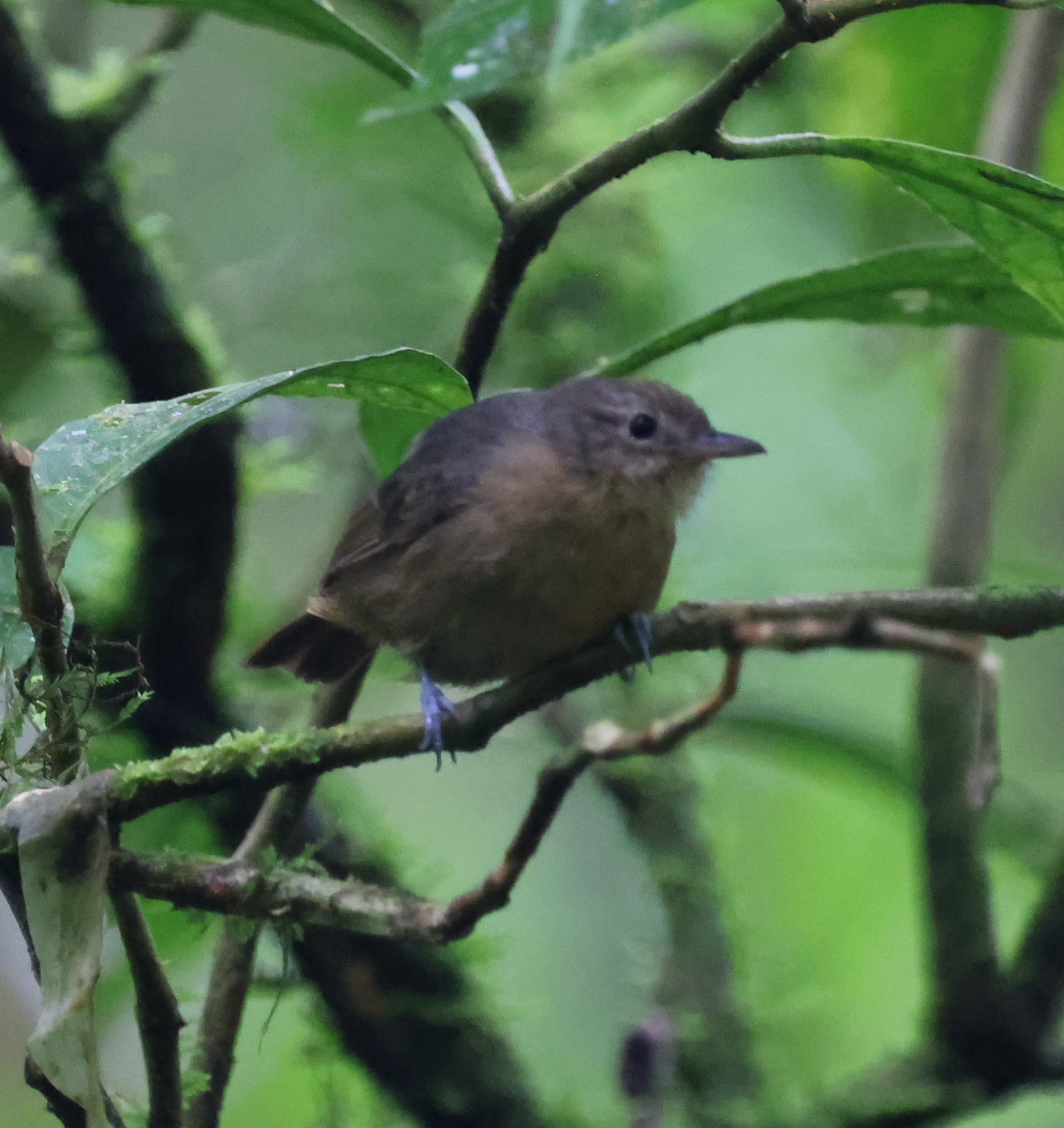 Slaty Antwren (Myrmotherula schisticolor), photo 5