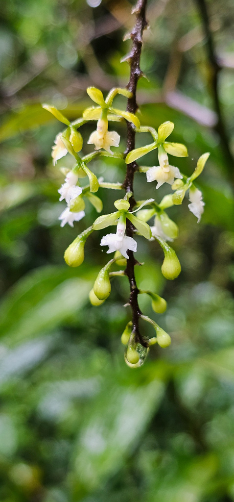 Epidendrum subnutans