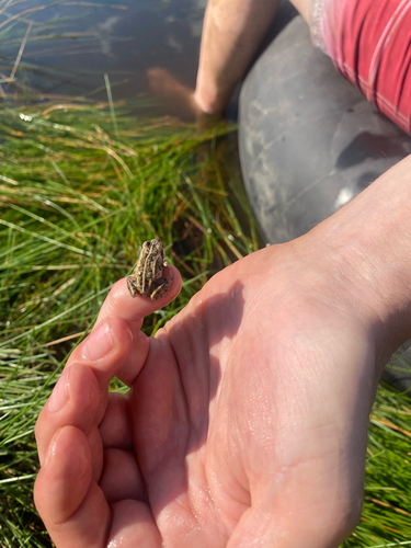 Wood Frog