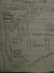 Peniophorella pubera