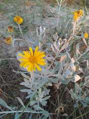 Senecio crassiflorus