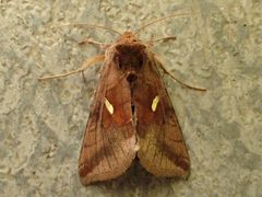 Autographa metallica