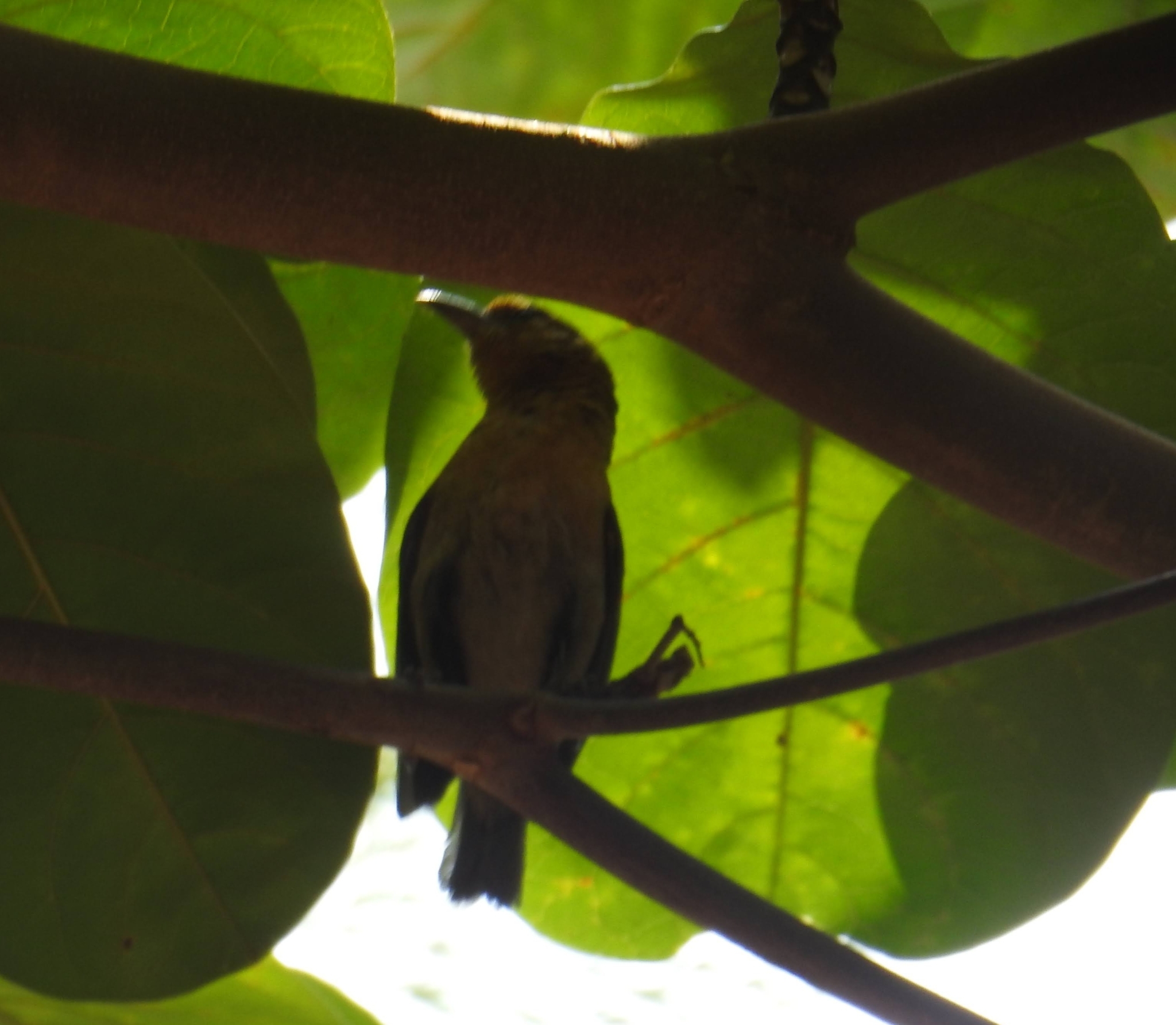 Sao Tome Weaver illustration