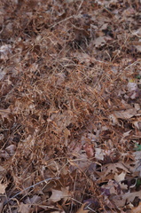 Microstegium vimineum