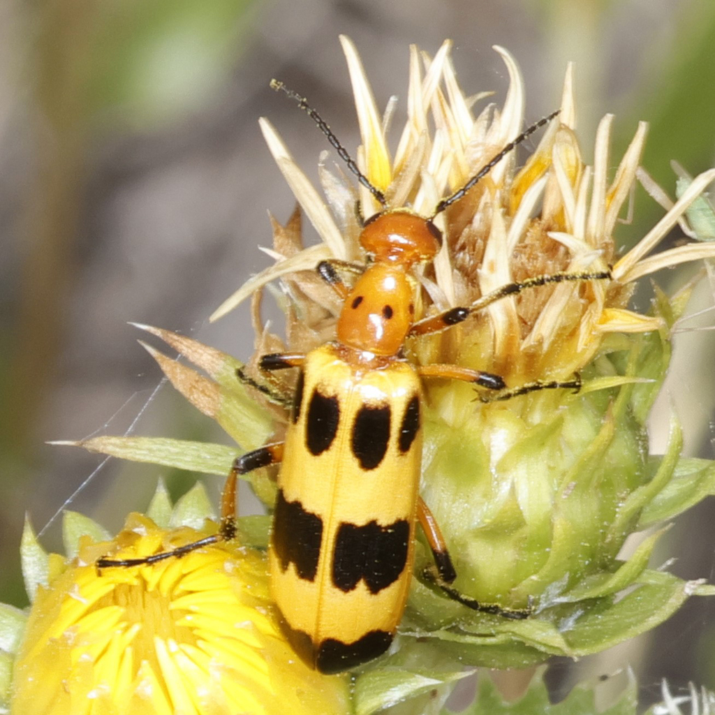 Pyrota concinna