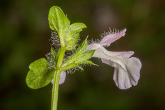 Stachys corsica