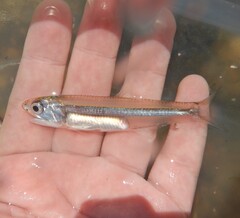 Broad-Striped Anchovy photo 2