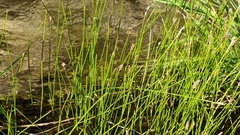 Eleocharis parishii