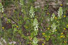 Stachys ocymastrum