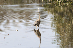 Ardea cocoi