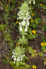 Stachys ocymastrum