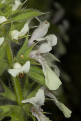 Stachys ocymastrum