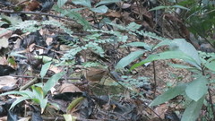 Urosphena squameiceps