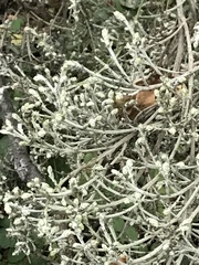 Cystotheca lanestris