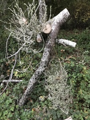 Cystotheca lanestris