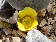 Ranunculus paucifolius