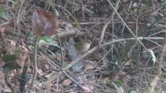 Urosphena squameiceps