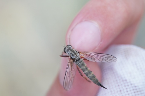 Neomochtherus albicomus