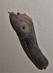 Urocyclus kirkii