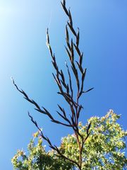 Tillandsia huamelulaensis