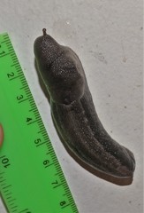Urocyclus kirkii