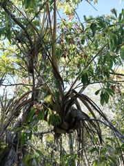 Tillandsia huamelulaensis