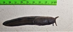 Urocyclus kirkii