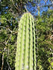 Cephalocereus nudus
