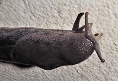 Urocyclus kirkii