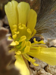Ranunculus paucifolius