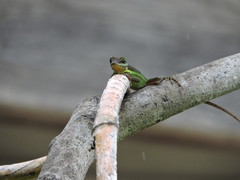 Anolis bimaculatus