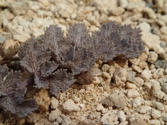 Gingidia enysii enysii
