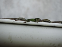 Anolis bimaculatus