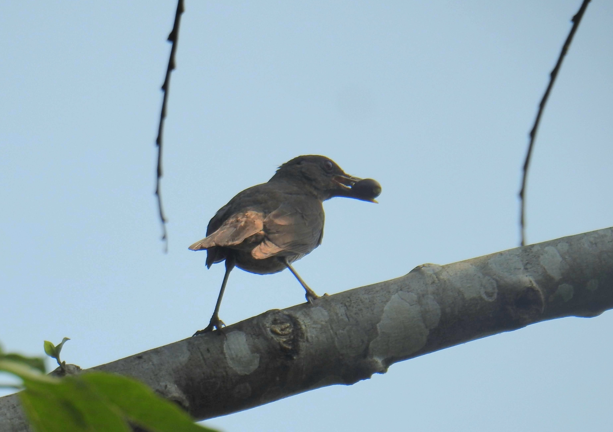 Sao Tome Thrush (Turdus olivaceofuscus), photo 7