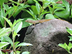Anolis schwartzi