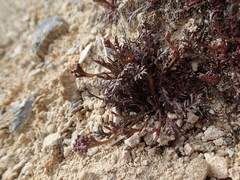 Lepidium solandri