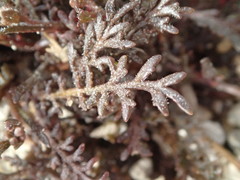 Lepidium solandri