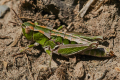 Sigaus campestris