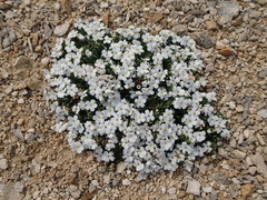 Myosotis colensoi