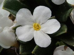 Myosotis colensoi