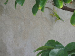 Anolis bimaculatus