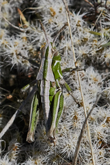 Sigaus campestris