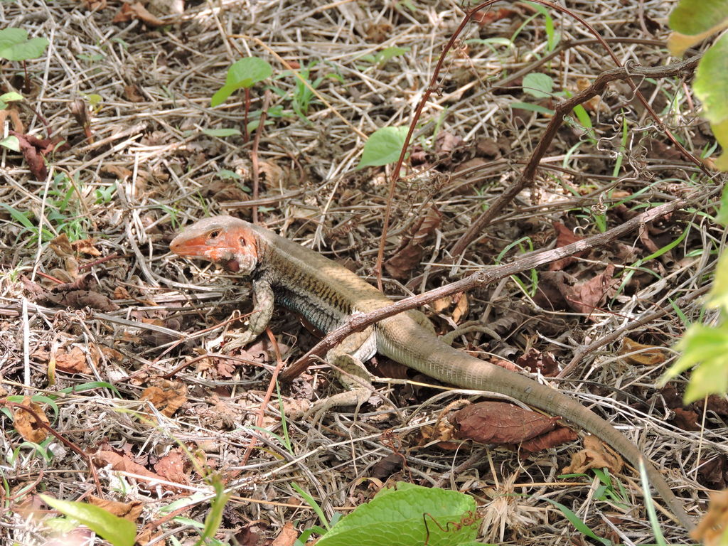 St. Christopher Ameiva