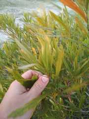 Pouteria salicifolia