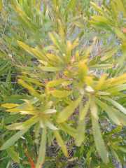 Pouteria salicifolia